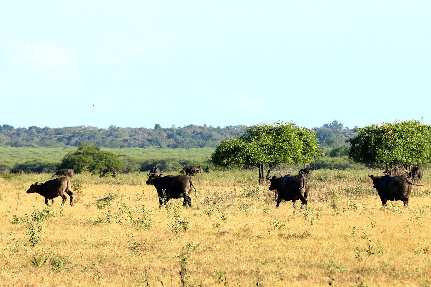 Büffel in der Bekol-Savanne im Baluran-Nationalpark