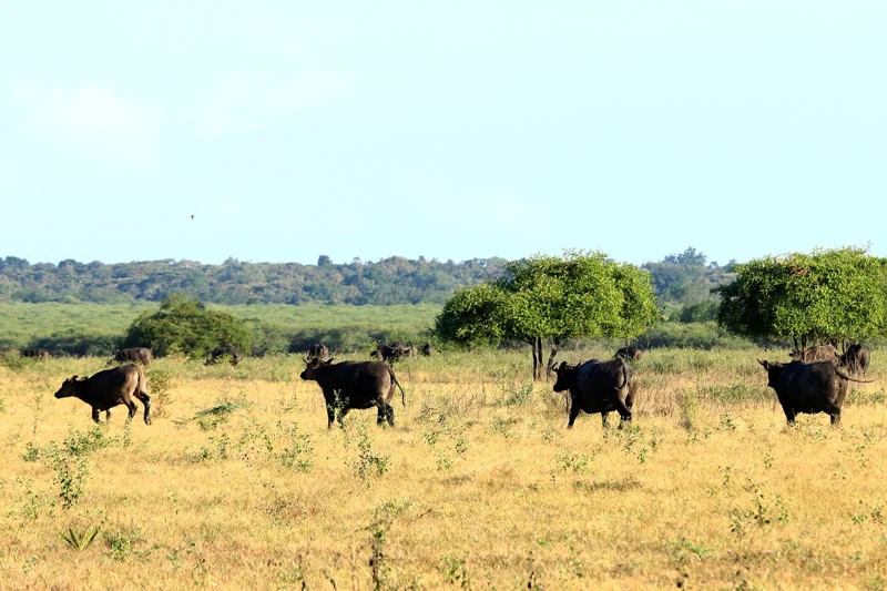 Büffel in der Bekol-Savanne im Baluran-Nationalpark